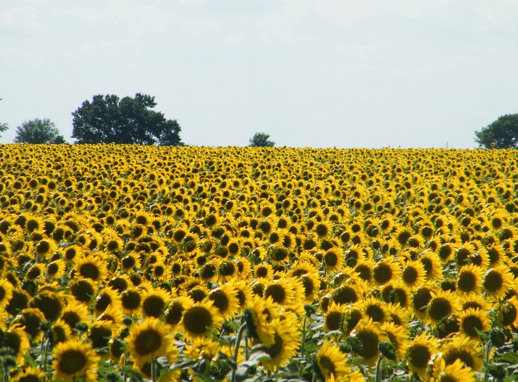 Sunflower Field in Kansas